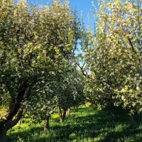 فروش-باغ-و-زمین