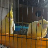 جفت عروس هلندی لوتیتو