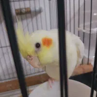 عروس هلندی لوتیونو