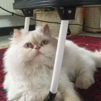 پرشین نر ۱ساله