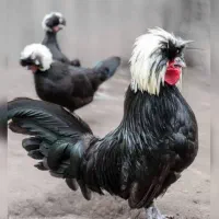 تخم نطفه دار لهستانی و گلین اصل