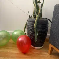 گلدان|گل و گیاه طبیعی|مشهد, وکیل‌آباد|دیوار