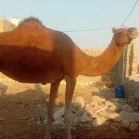 یک عدد شتر چاخ