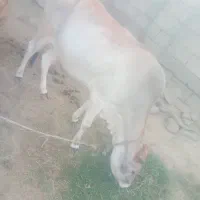 گاو ماده سالم و آبستن|حیوانات مزرعه|بیکاه, |دیوار