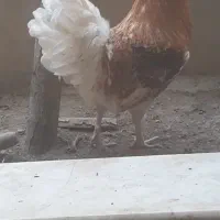 خروس،