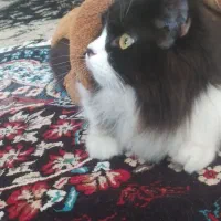 گربه نر