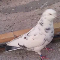 کفتر گرفتنی|پرنده|نسیمشهر, |دیوار