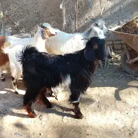 4تا بزغاله سالم و چاق