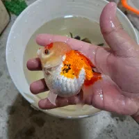 انواع گلدفیش|ماهی|تهران, میدان میوه و تره‌بار مرکزی|دیوار