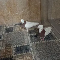 سلام یک جفت طوقی سرحال قیمت ۹۰۰ تومان|پرنده|مشهد, منزل آباد|دیوار