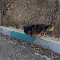 سگ پا کوتاه