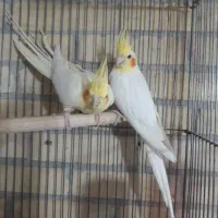 طوطی عروس هلندی جفت لوتینو با 2 تا جوجه قفس ولونه