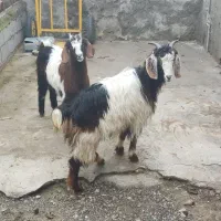 بزماده|حیوانات مزرعه|سیمین شهر, |دیوار