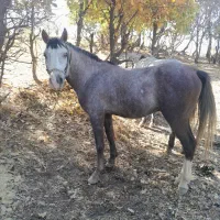 اسب نریان کورد باری و سواری