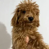 توی پودل رد