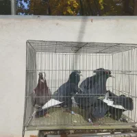 ۷عددکبوتر نر سوراخ ویک عدد جفت کن ۶خانه