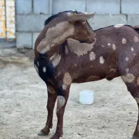 نری پچی دورگ صلاله