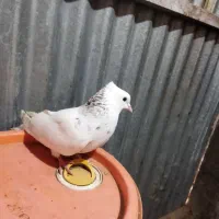 کبوتر|پرنده|شوشتر, |دیوار