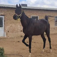 نریان ترکمن با برگه کشش|اسب و تجهیزات اسبسواری|مشهد, شهرک صنعتی توس|دیوار