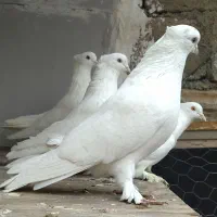 کبوتر ان پرشی|پرنده|نقده, |دیوار