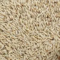 انواع بذر گندم و جو|خدمات باغبانی و درختکاری|آق قلا, |دیوار