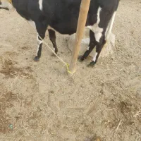 گاو خارجی|حیوانات مزرعه|شادگان, |دیوار