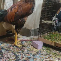 خروس لاری حدودا شش ماهه