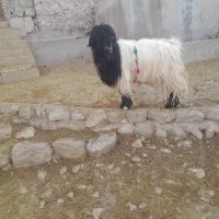 بهده روزگاری|حیوانات مزرعه|ایذه, |دیوار