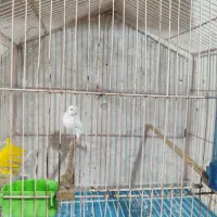 قناری سفید ریز خون|پرنده|خورموج, |دیوار