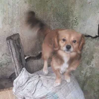 سگ های اشپیز|سگ|بندر انزلی, کارآموزی|دیوار