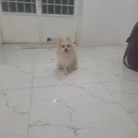 توله پامر ماده