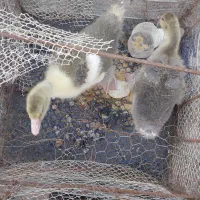 فروش  جوجه غاز محلی|حیوانات مزرعه|آمل, |دیوار