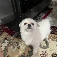 توله پامر و شیتزو