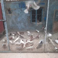 ۳۴عدد کبوتر خوشرنگ|پرنده|اقبالیه, |دیوار