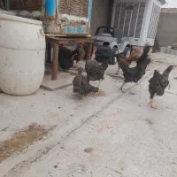 جوجه محلی|حیوانات مزرعه|نیمروز, |دیوار