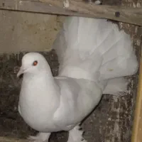 کبوتر دم طاوسی