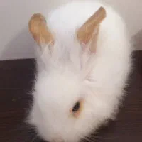 خرگوش بازیگوش