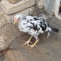 جوجه گلین
