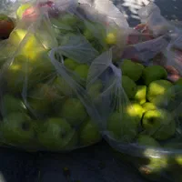 باغ میوه 1000متر با فنس کشی|فروش زمین و ملک کلنگی|گندمان, |دیوار