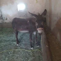 خر نر گلی