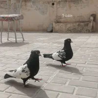 سینه سیاه درشت جفتگاه