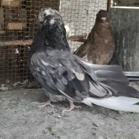 یک جفت کفتر سرور نوک ریز کشیده بلند ۳۰سانتی