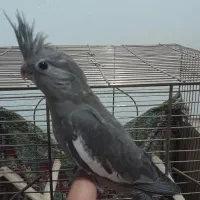طوطی عروس جوجه