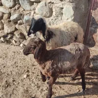 2عدد بره یکی نره یکی ماده سالم خوش خوراک.|حیوانات مزرعه|سیلوانه, |دیوار