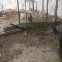 ۴ تا  طاووس نر هندی|پرنده|کهریزک, |دیوار