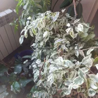 گل آپارتمانی|گل و گیاه طبیعی|پاکدشت, شهرک امام رضا|دیوار