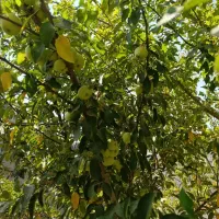 فروش باغ هزارمتری واقع درآشترجان