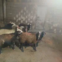 میش جوان|حیوانات مزرعه|زاغه, |دیوار