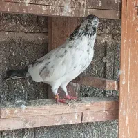 کبوتر|پرنده|لشت نشا, |دیوار