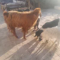گوسفند..نری نژاد دار